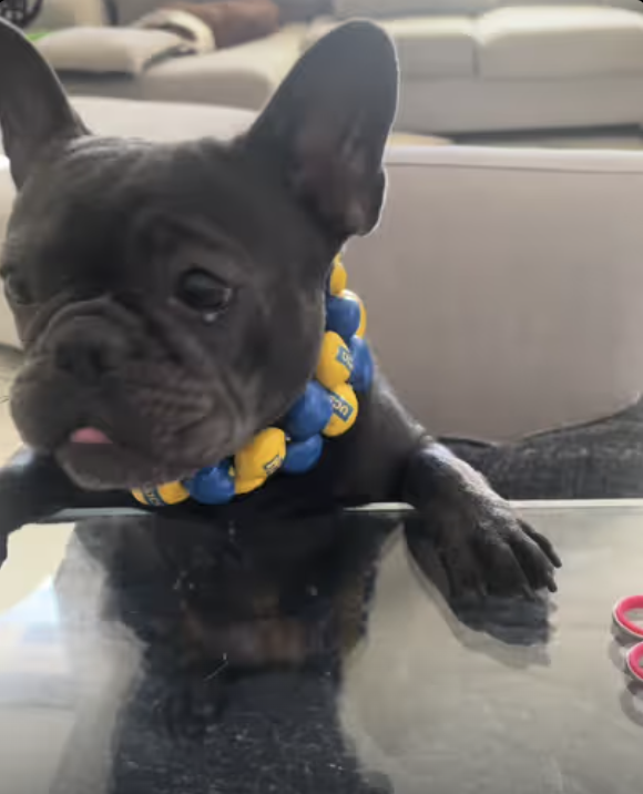 Frenchie visits Tammy at the local nail salon !!!
